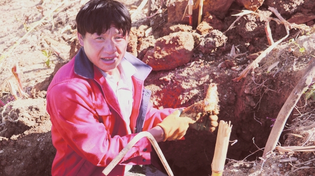 维西糯山药助农增收