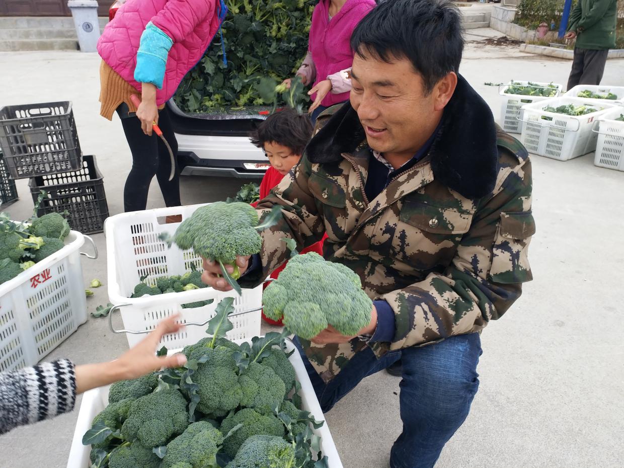 车轴村第一批青花菜春节上市