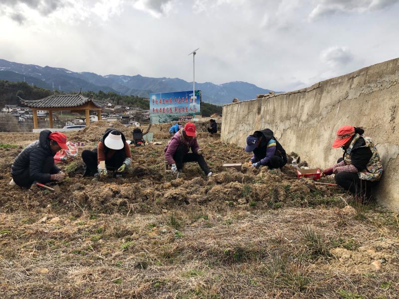 春耕正当时，维西田间地头一派繁忙景象