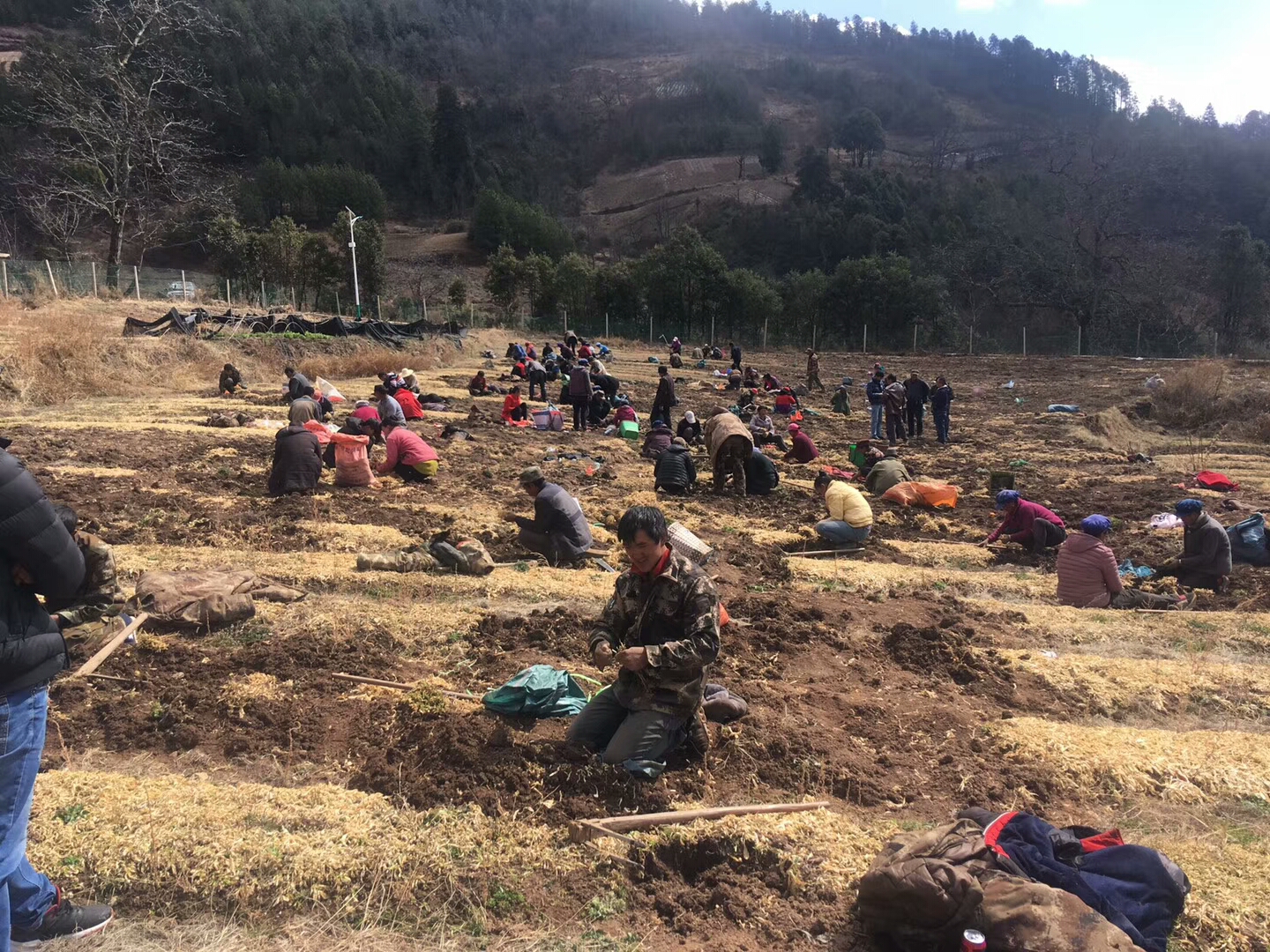 美光村村民移栽当归等药材种苗