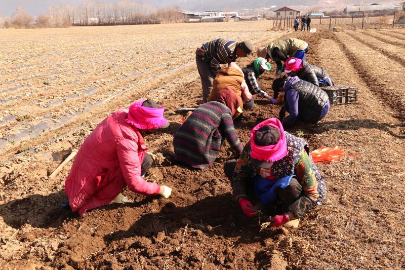 香格里拉市小中甸镇和平村村民栽种药材