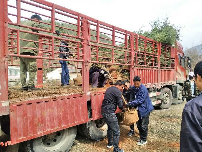 格咱乡开展百万林义务植树活动