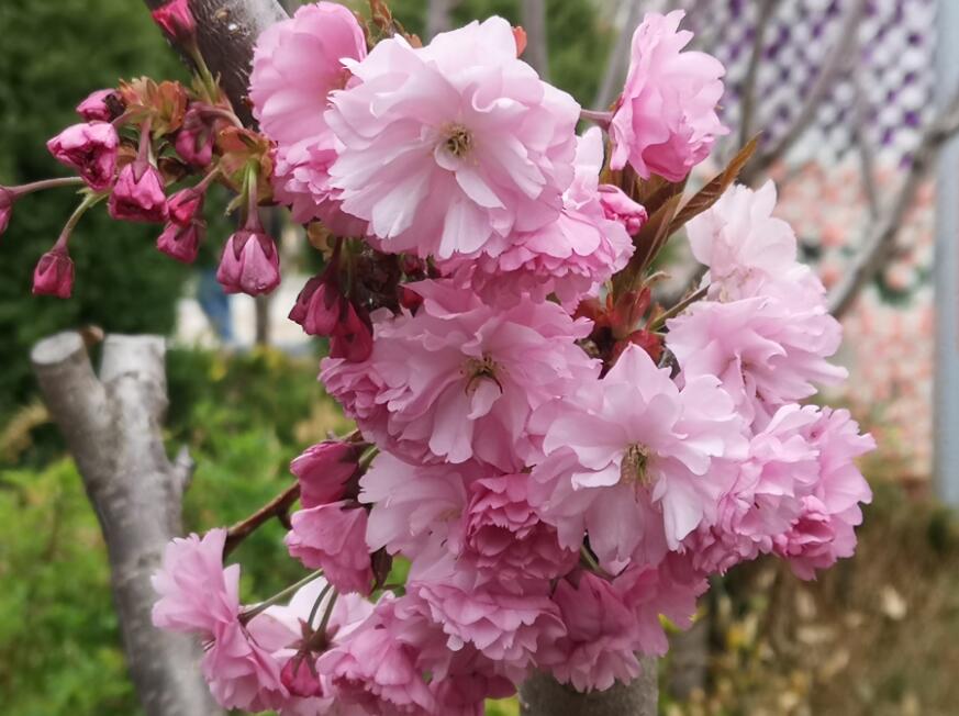 人间四月芳菲尽 高原百花始盛开