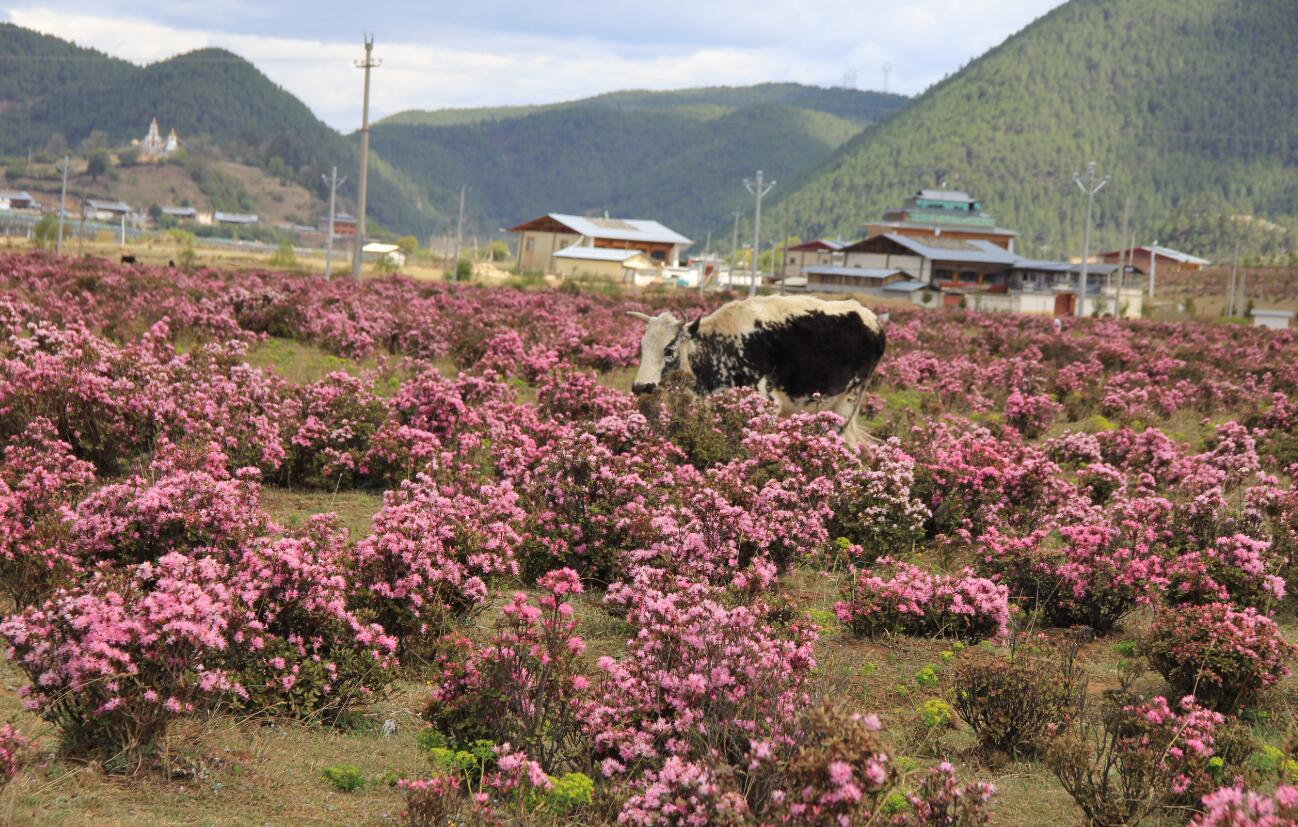 香格里拉杜鹃花绽放