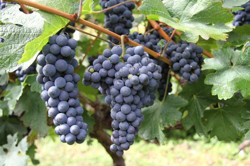 德钦县切实突出葡萄产业的龙头作用助农增收