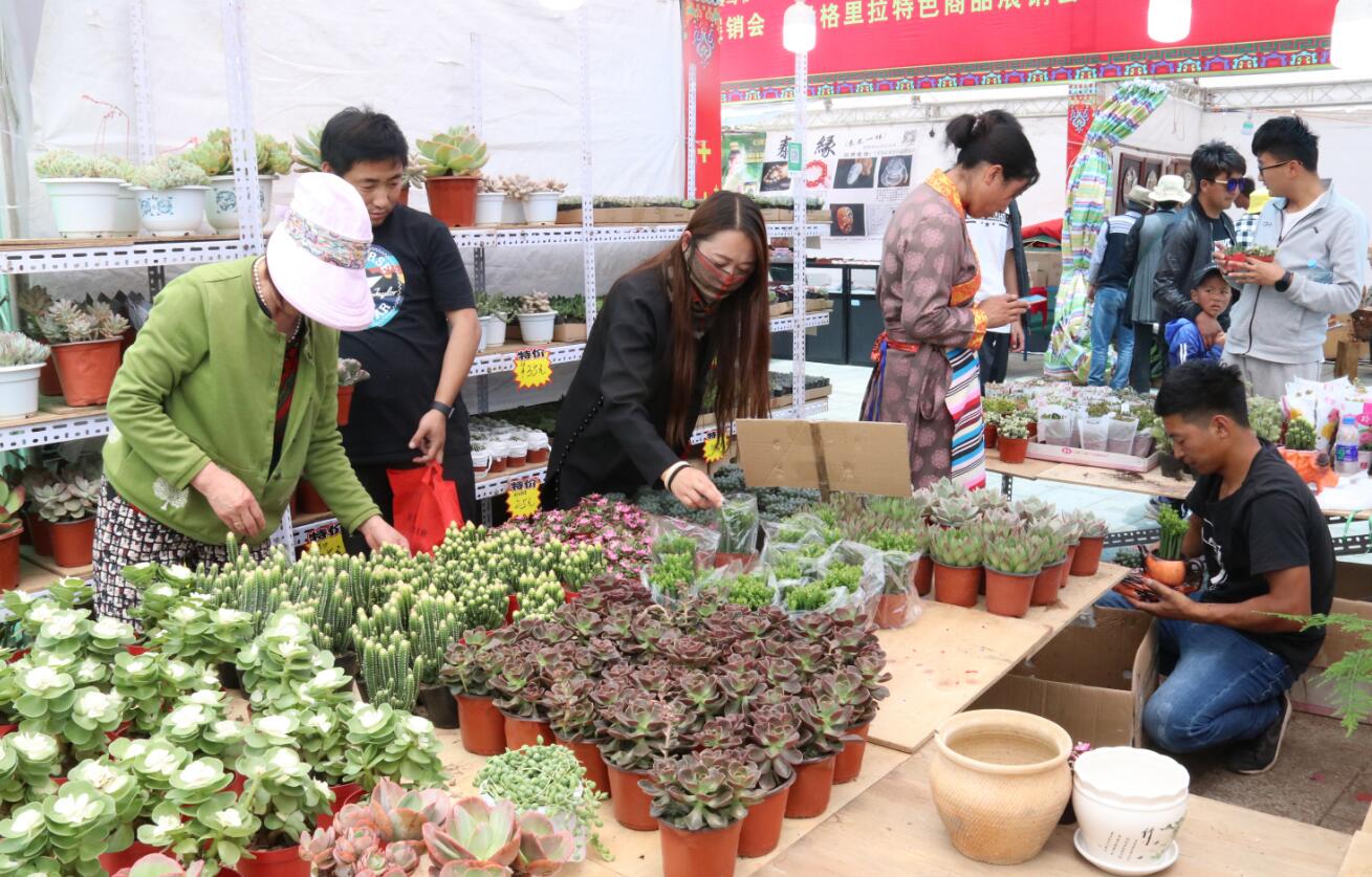 端午节展销会上盆栽受青睐