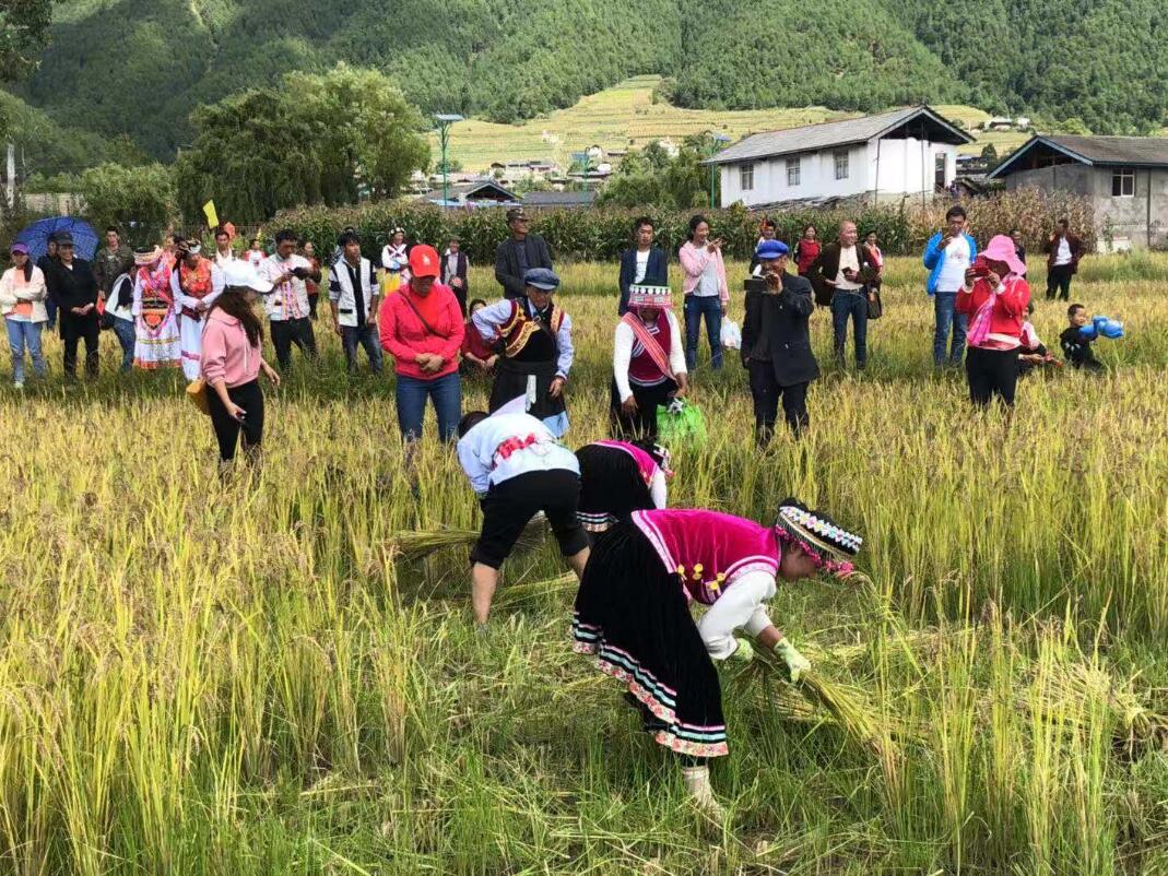 维西攀天阁乡永春乡欢度丰收节_香格里拉网