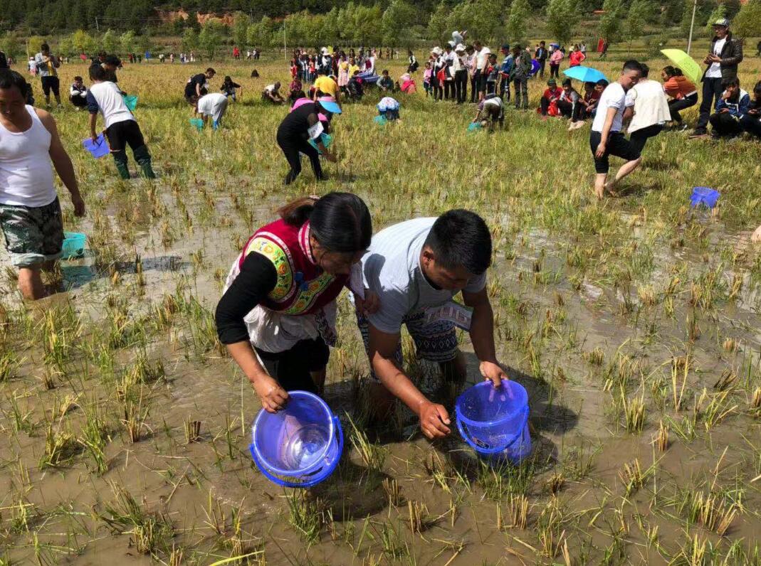 维西攀天阁乡永春乡欢度丰收节_香格里拉网