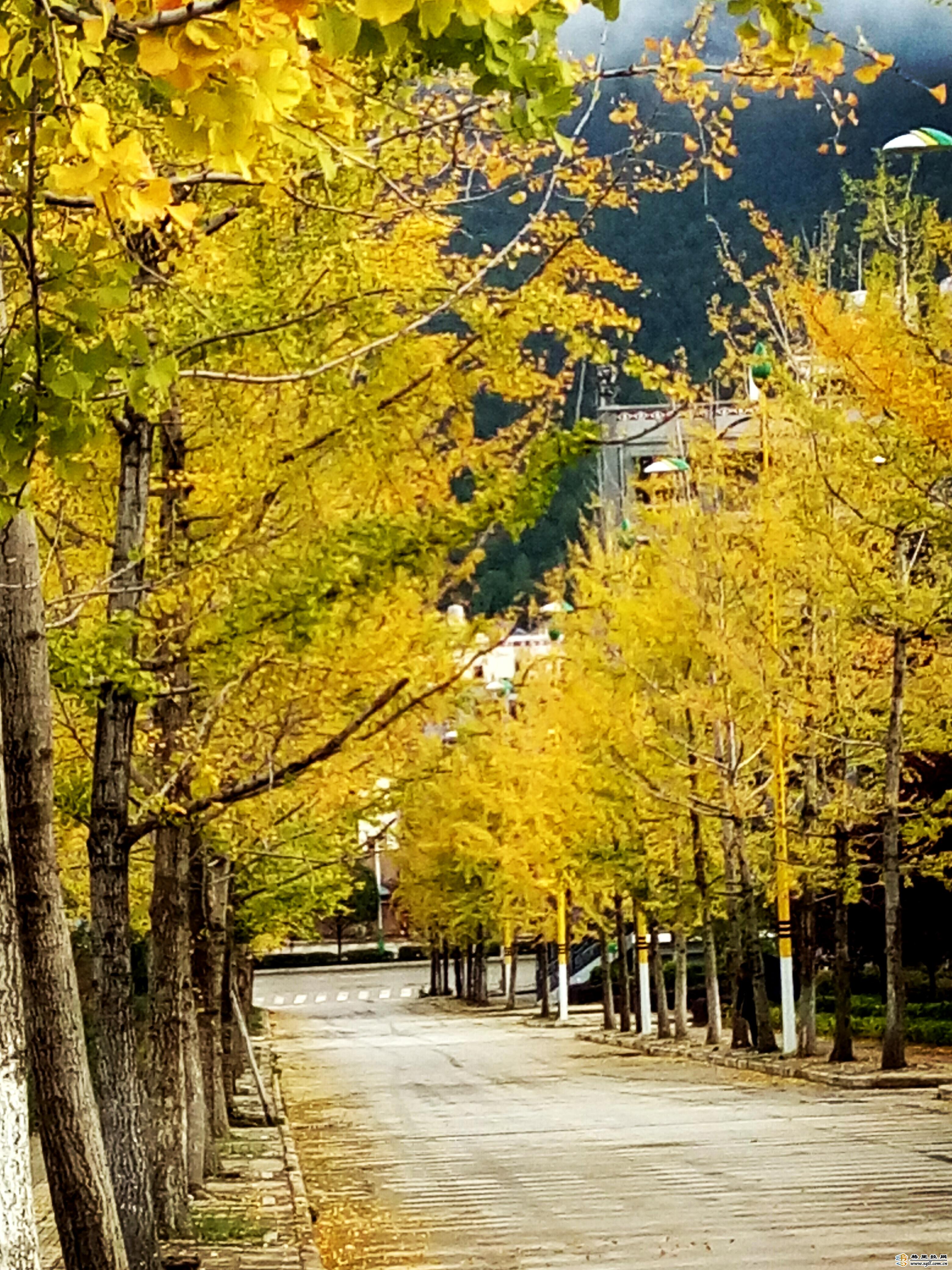 秋天的银杏树摄影图高清摄影大图-千库网