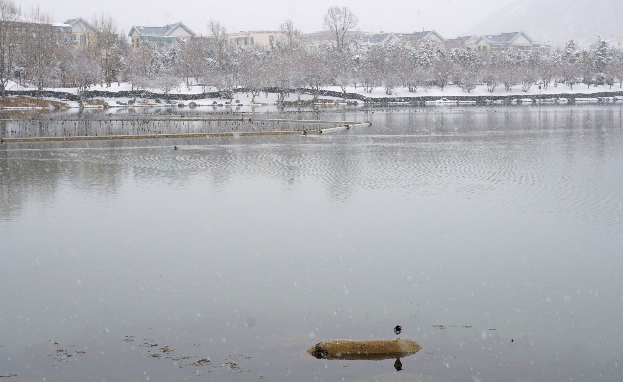 香格里拉下雪了