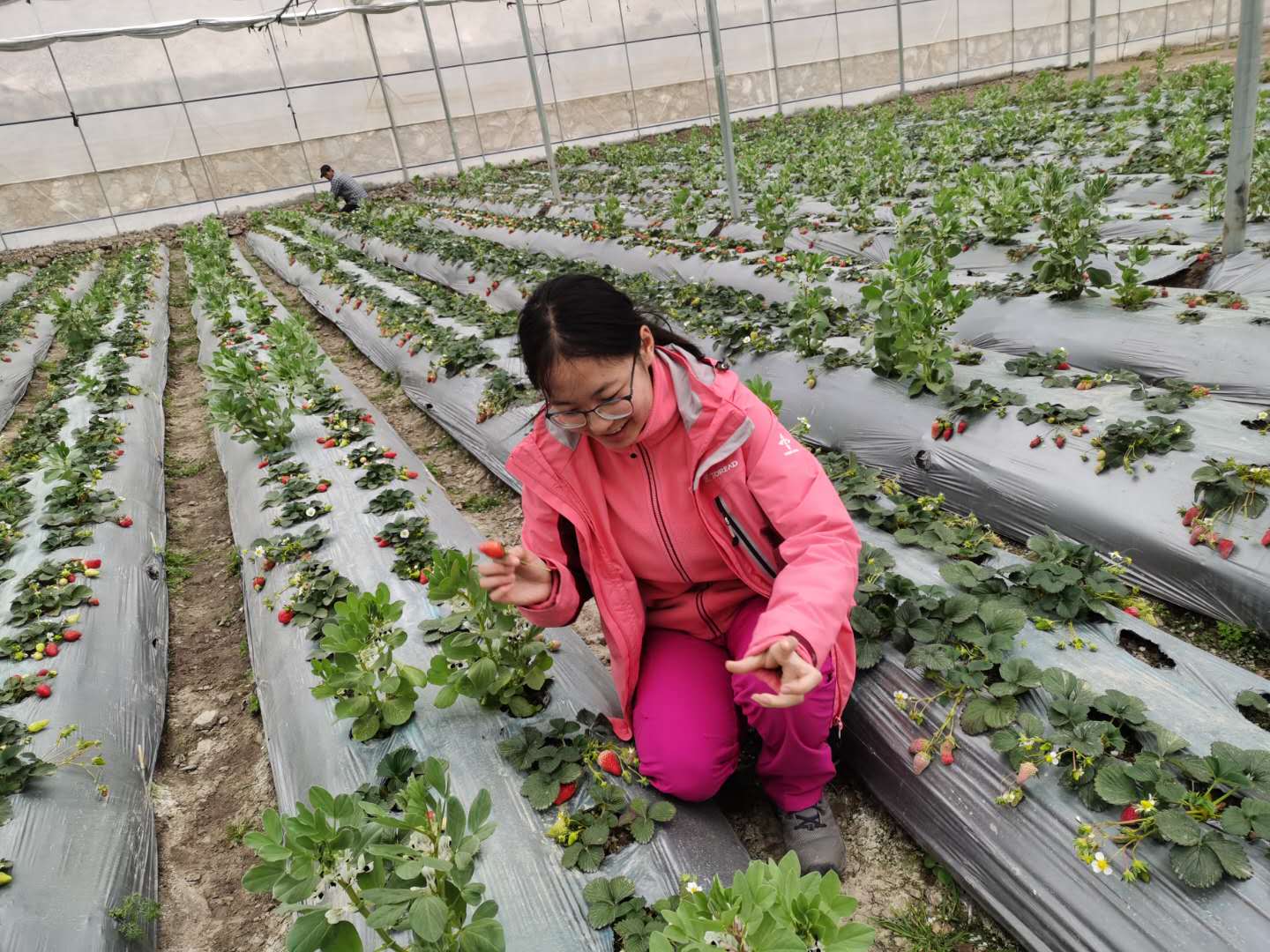 草莓采摘游成众多德钦市民周末踏青出行首选