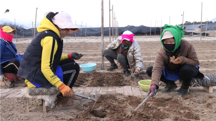 小中甸贝母基地生产忙