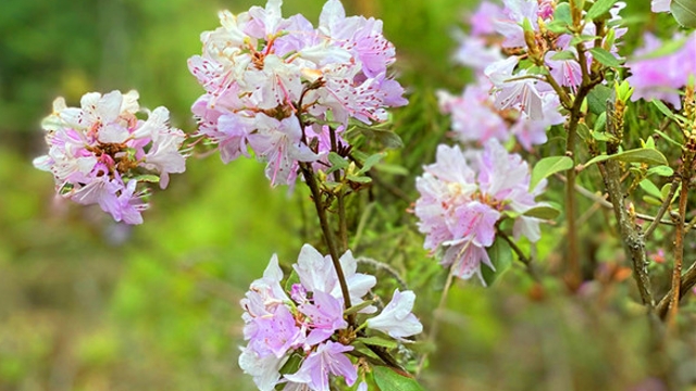 迪庆山花烂漫好时节