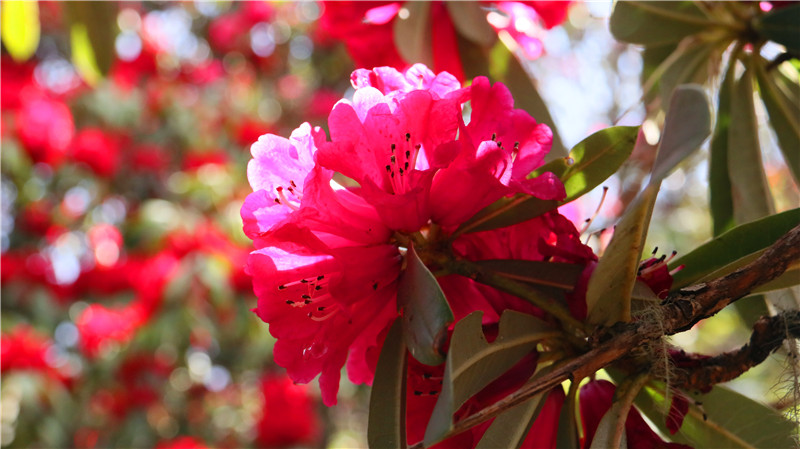 维西杜鹃花开满山野