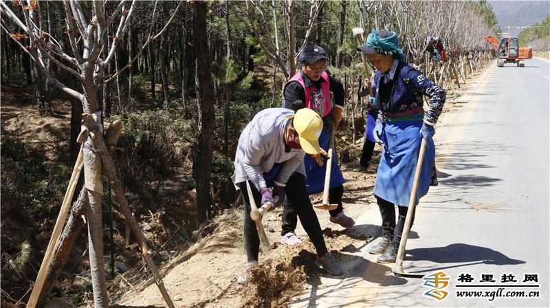 香格里拉市小中甸镇联合村积极为绿化树安装铁丝网进行保护