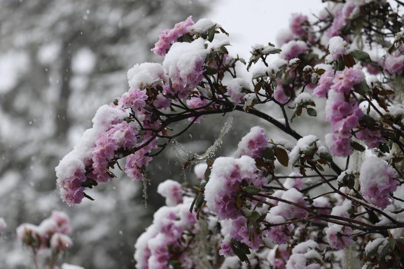 4月的迪庆高原雪花与杜鹃同时绽放