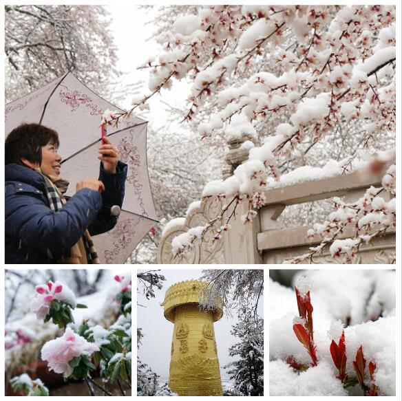 香格里拉：绿树红花遇白雪