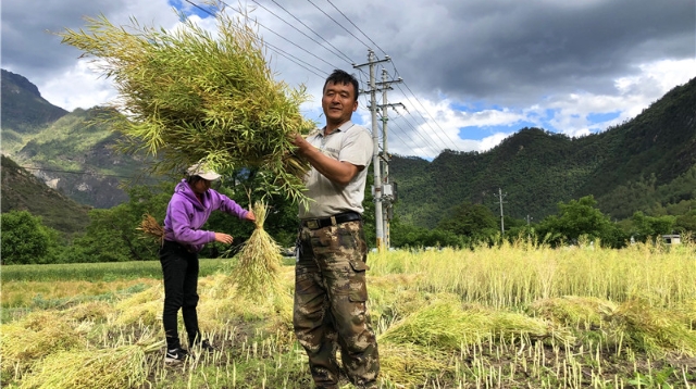 油菜喜丰收，收割正当时