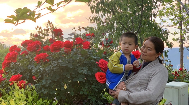 维西月季花开满城艳