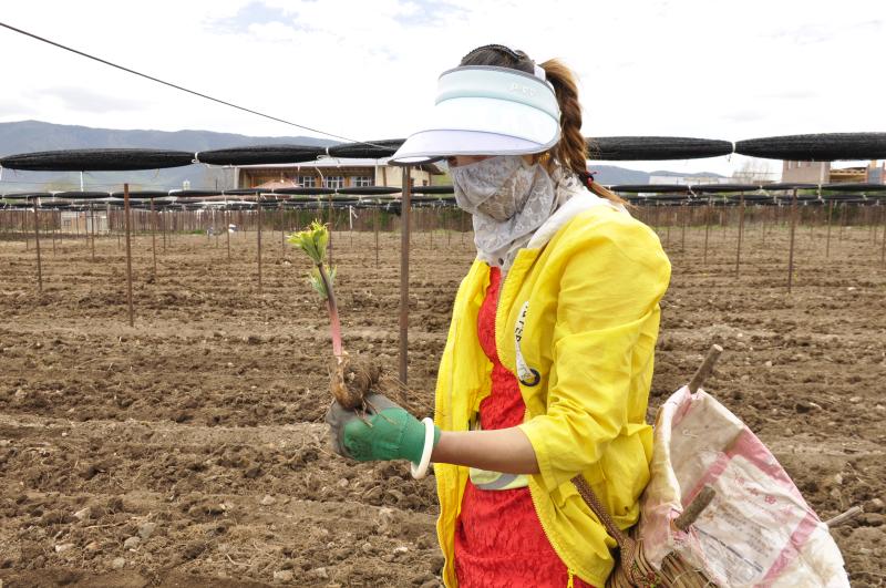 小中甸妇女重楼基地里除草忙