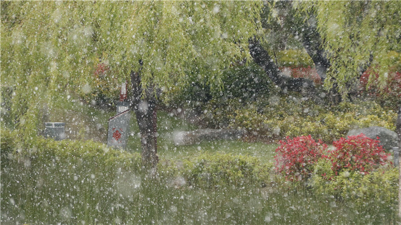 香格里拉“夏”雪啦！