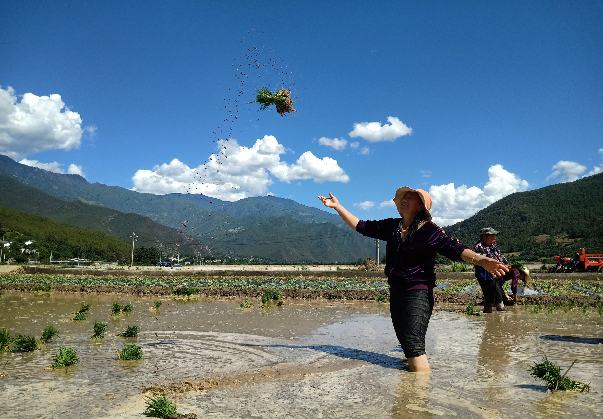 上江乡福库村委会村民夏抛秧忙