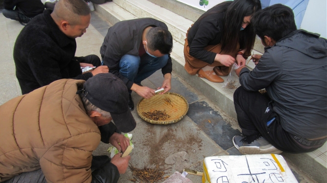 迪庆新鲜虫草上市