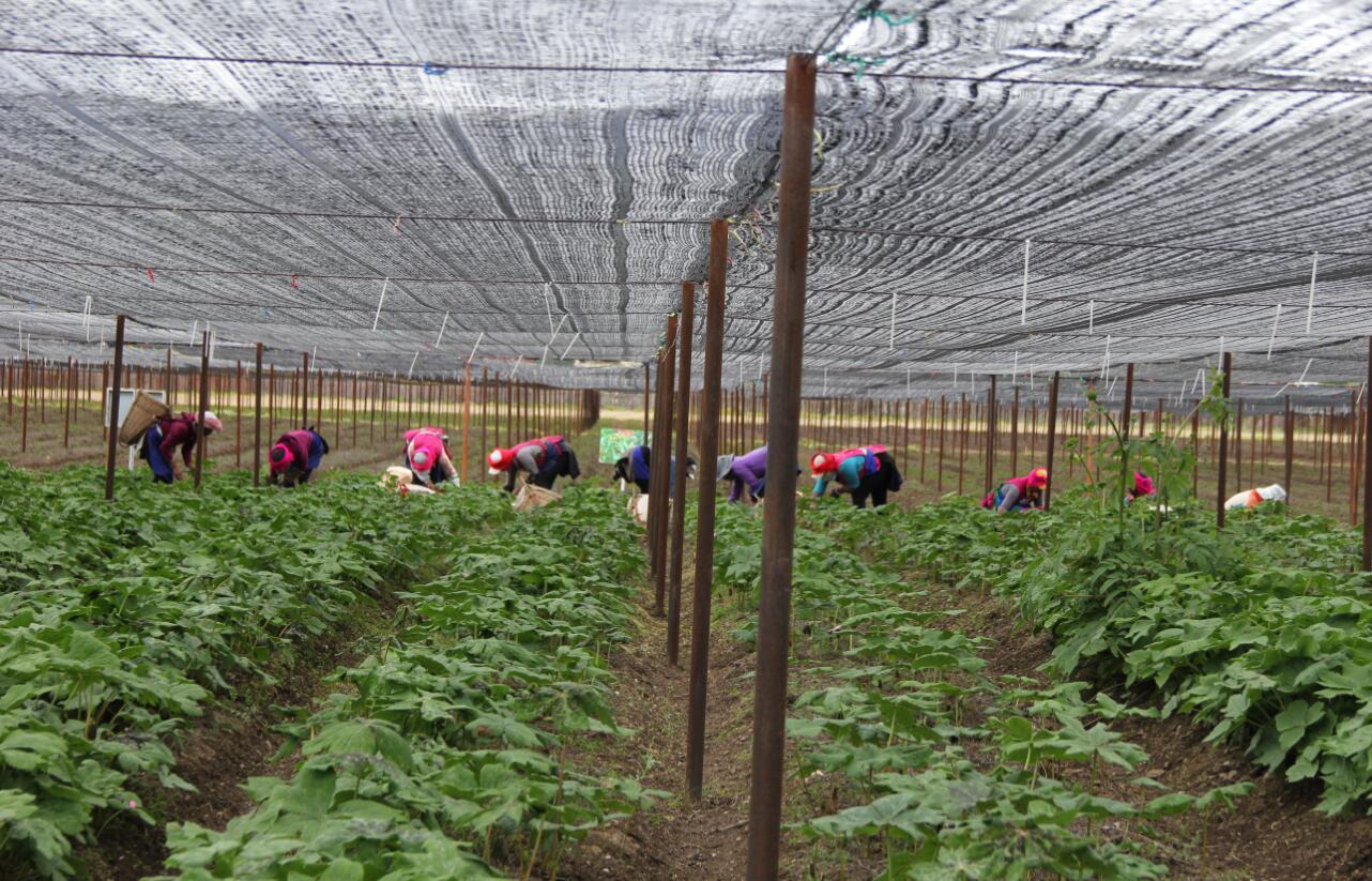 小中甸和平村中药材种植基地除草忙