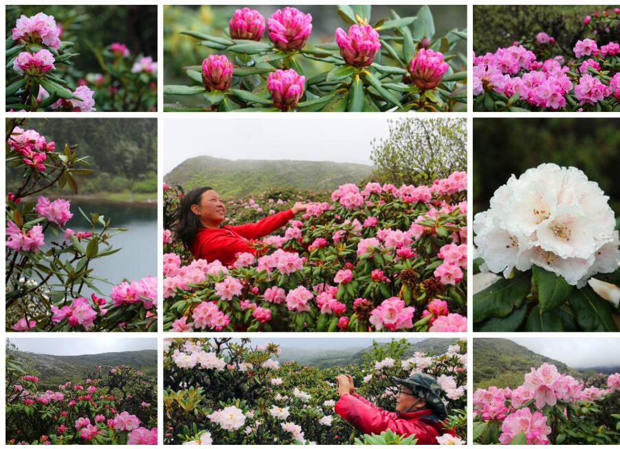【程志开的镜花缘】今天带你走进石卡雪山的“花花世界”