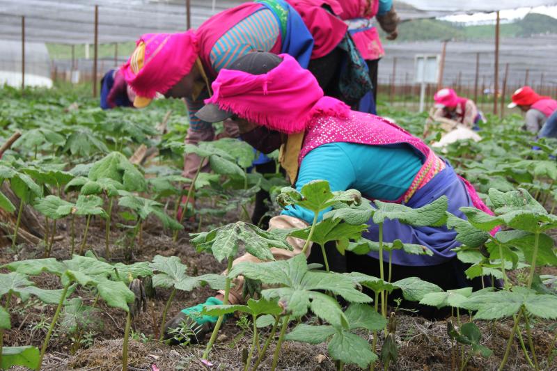 小中甸和平村中药材种植基地除草忙
