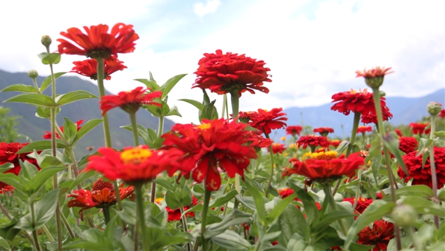 【程志开的镜花缘】一起去汤满感受夏花的艳丽与芬芳