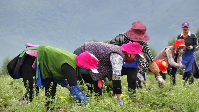 和平村村民在当归地里除杂草