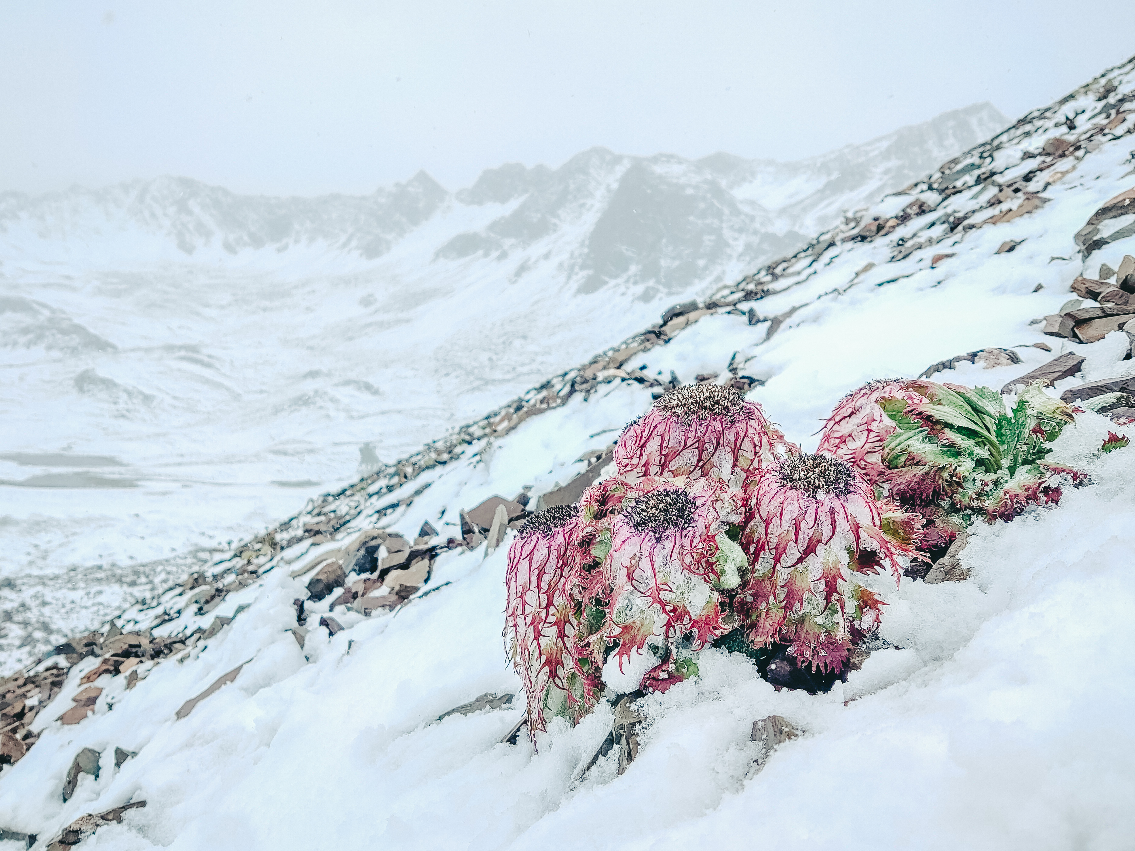 白马雪山的水母雪兔子雪莲花在冰雪中怒放