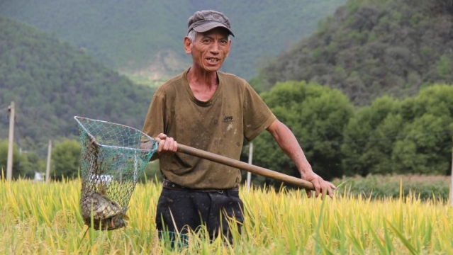 图为维西县塔城镇启别村村民正在捕捞稻田鱼