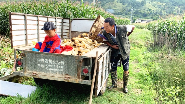 金沙江畔开启“农忙”模式