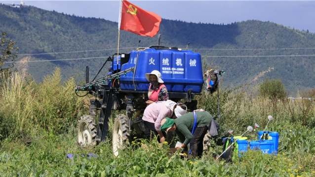 中药材种植基地管护忙