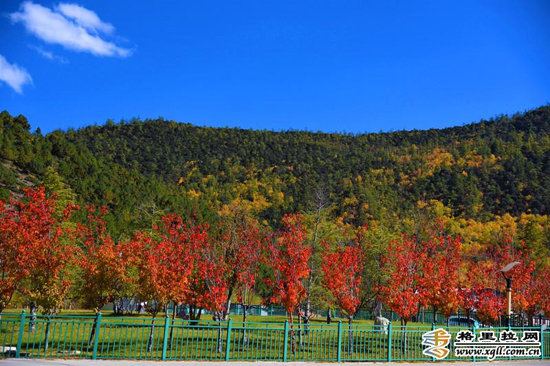 香格里拉五凤山五彩秋景等你来