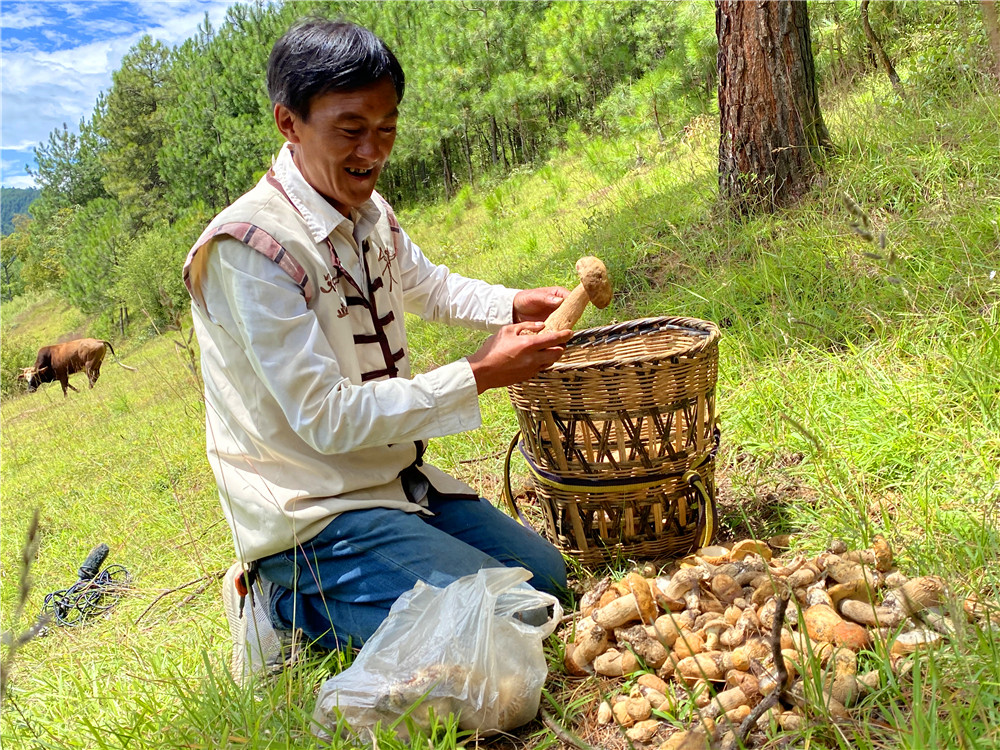 野生菌助维西群众增收