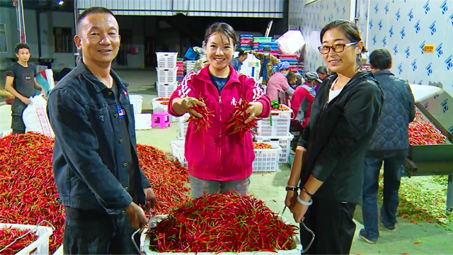 金江镇吾竹村：辣椒铺就致富路