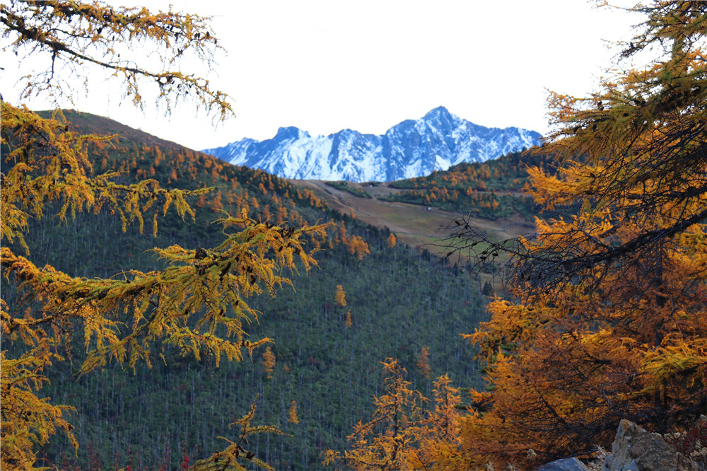 白马雪山童话