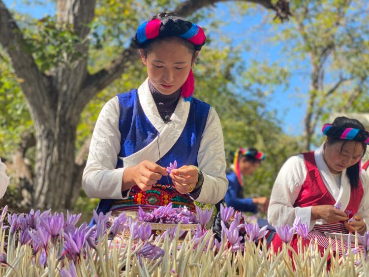 一组漂漂亮亮的藏红花，来温暖一下高原初冬