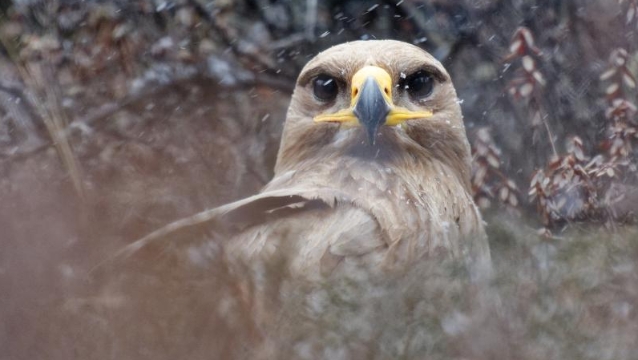 香格里拉飞羽天堂——每日观鸟台 国家二级保护动物：草原雕