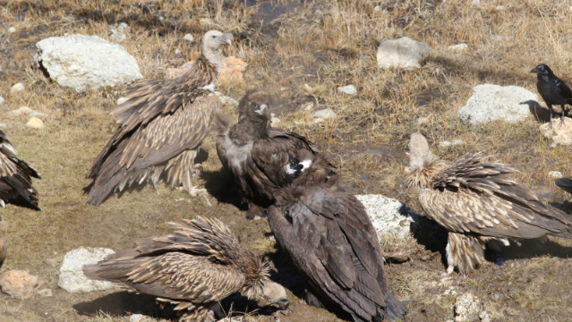 香格里拉飞羽天堂——每日观鸟台 “草原清洁工”： 秃鹫