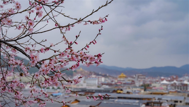 花开满城的香格里拉