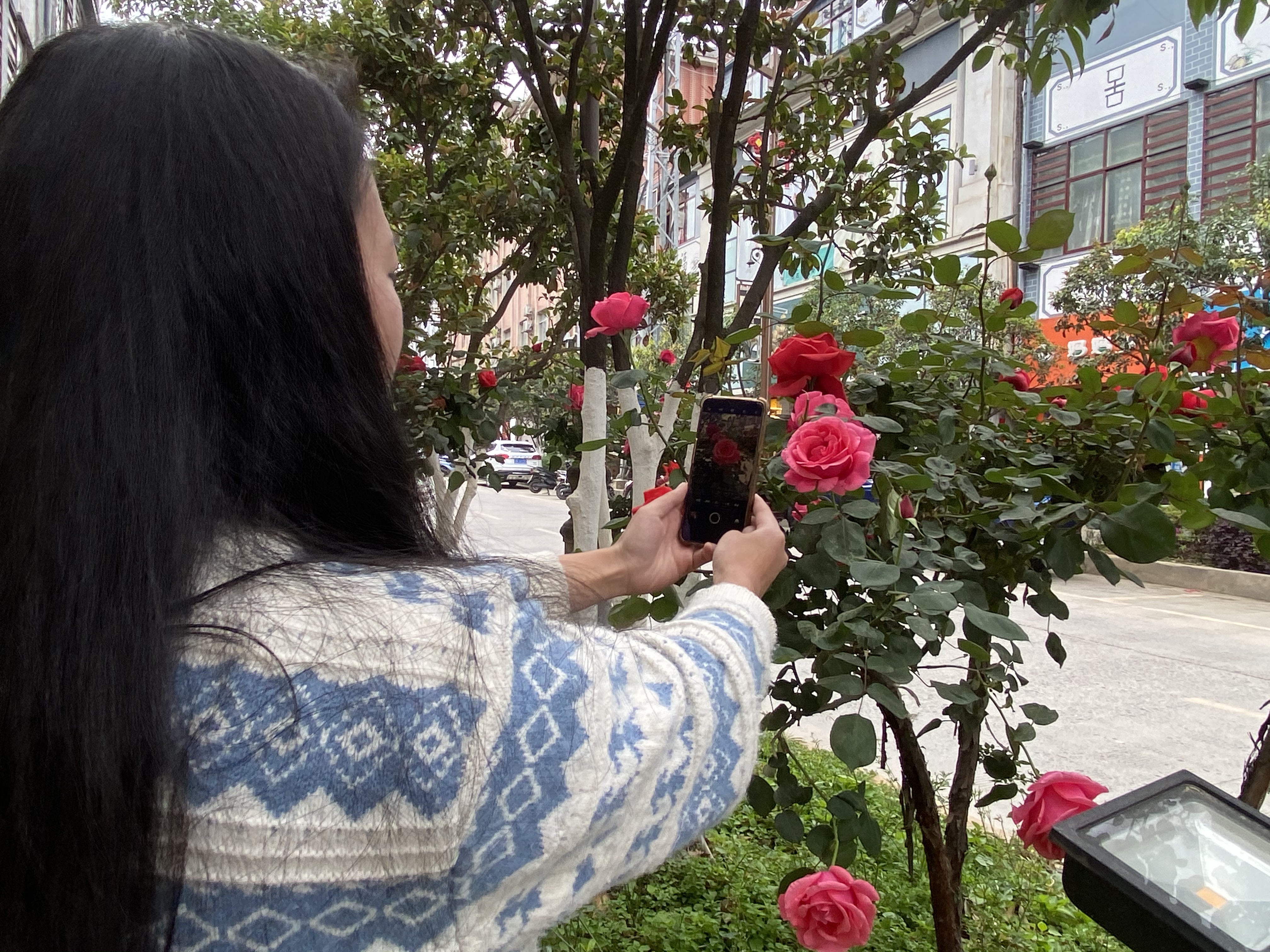 啊啧啧！鲜花怒放，维西街道扎实美哦！