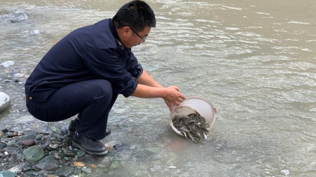 金沙江增殖放流活动