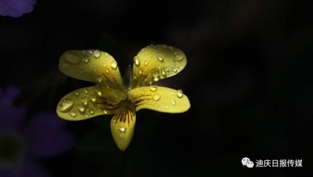 美！香格里拉雨后的露珠，大写的惊艳！