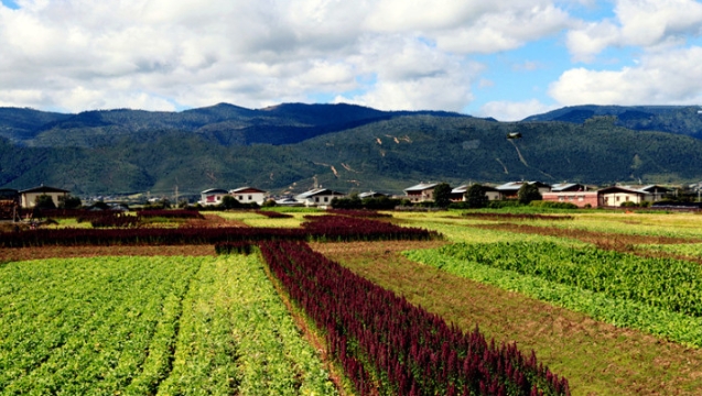 迪庆五彩庄稼地，大写的美……