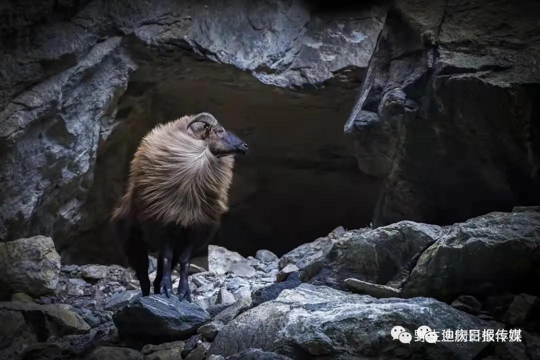 迪庆这三位摄影师厉害了，在全国摄影年赛中获奖!