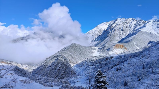 白马雪山下雪了 画风虽冷画面却美翻了！